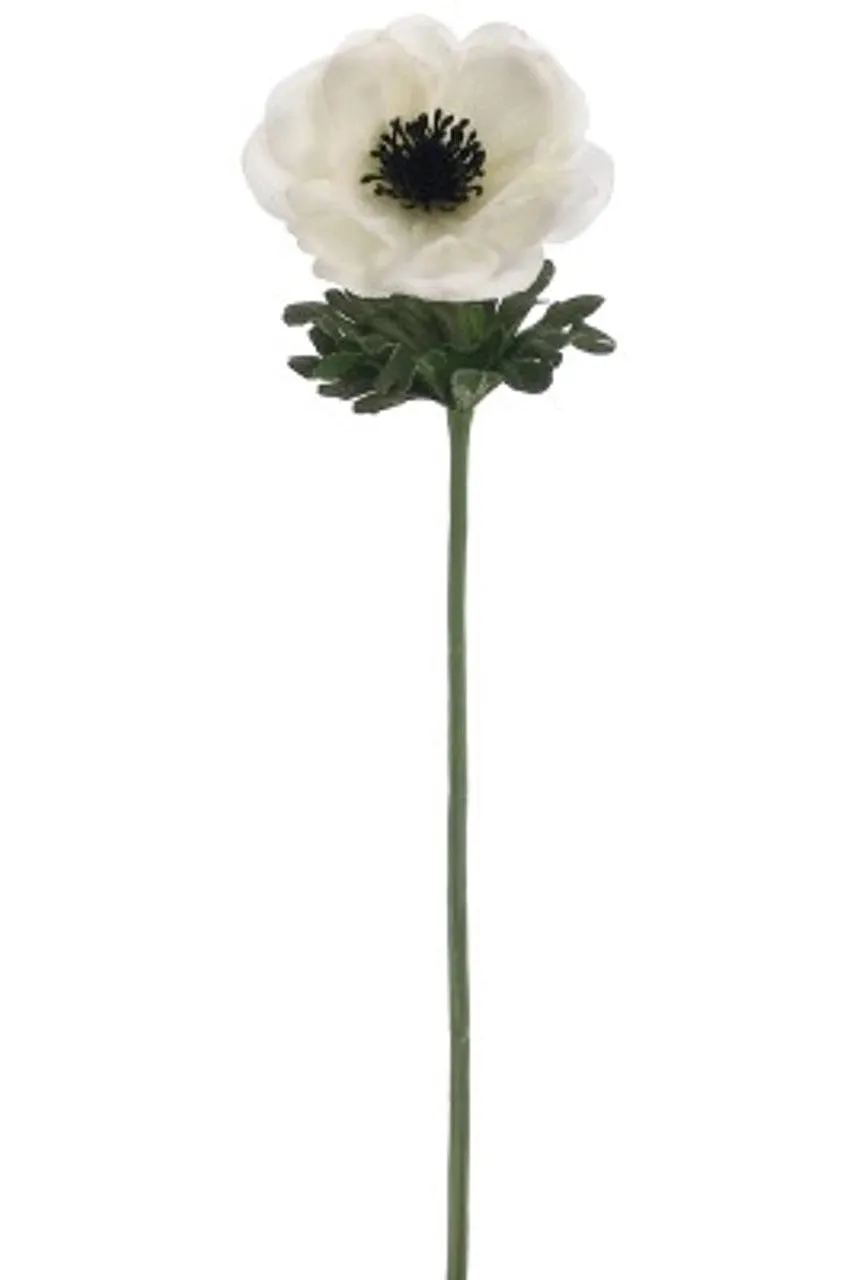 Anemone Spray