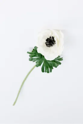 Anemone Spray
