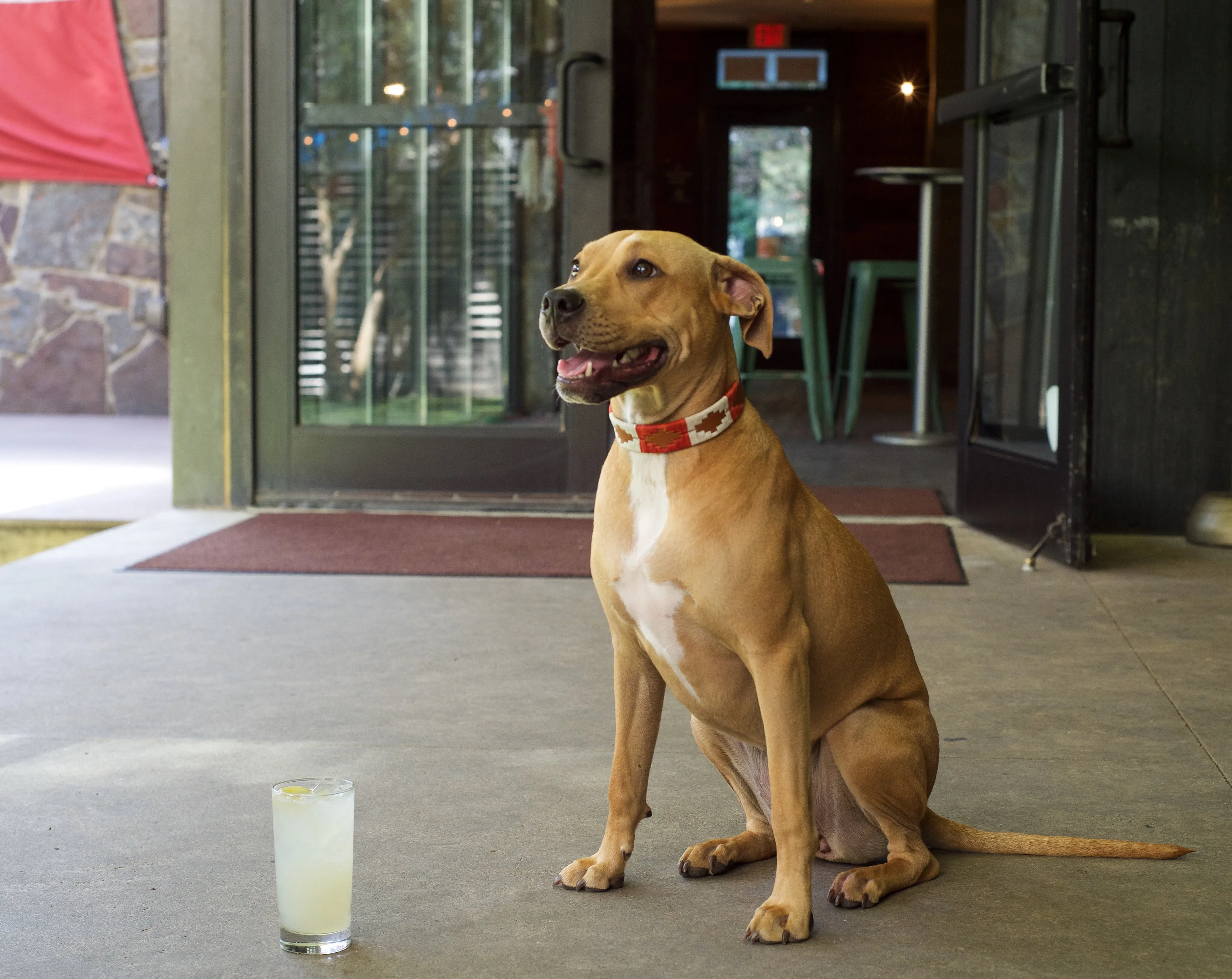 ATX Dog Collar