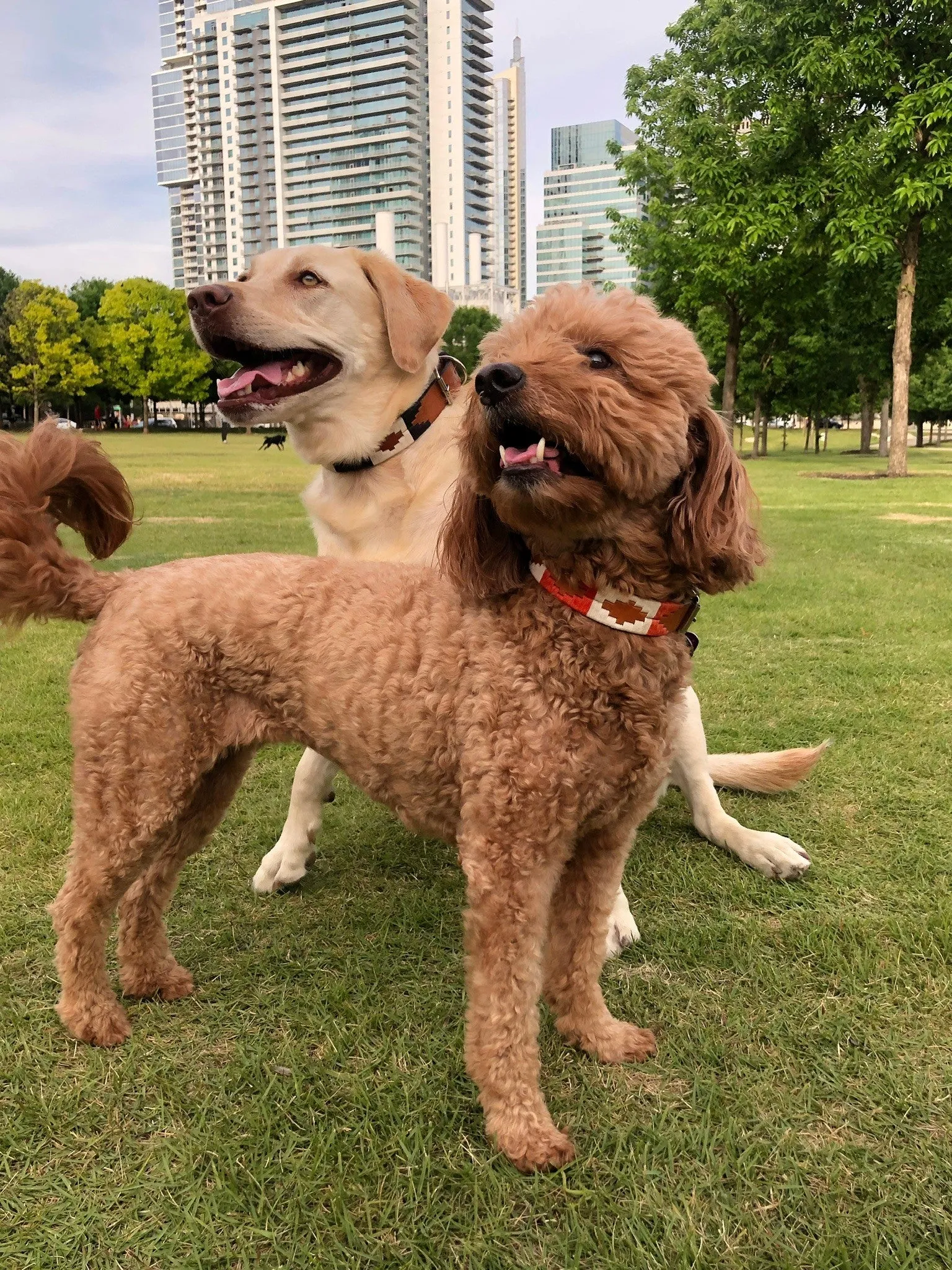 ATX Dog Collar