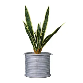 Faux Sansevieria Plant & Atlantis Metallic Planter