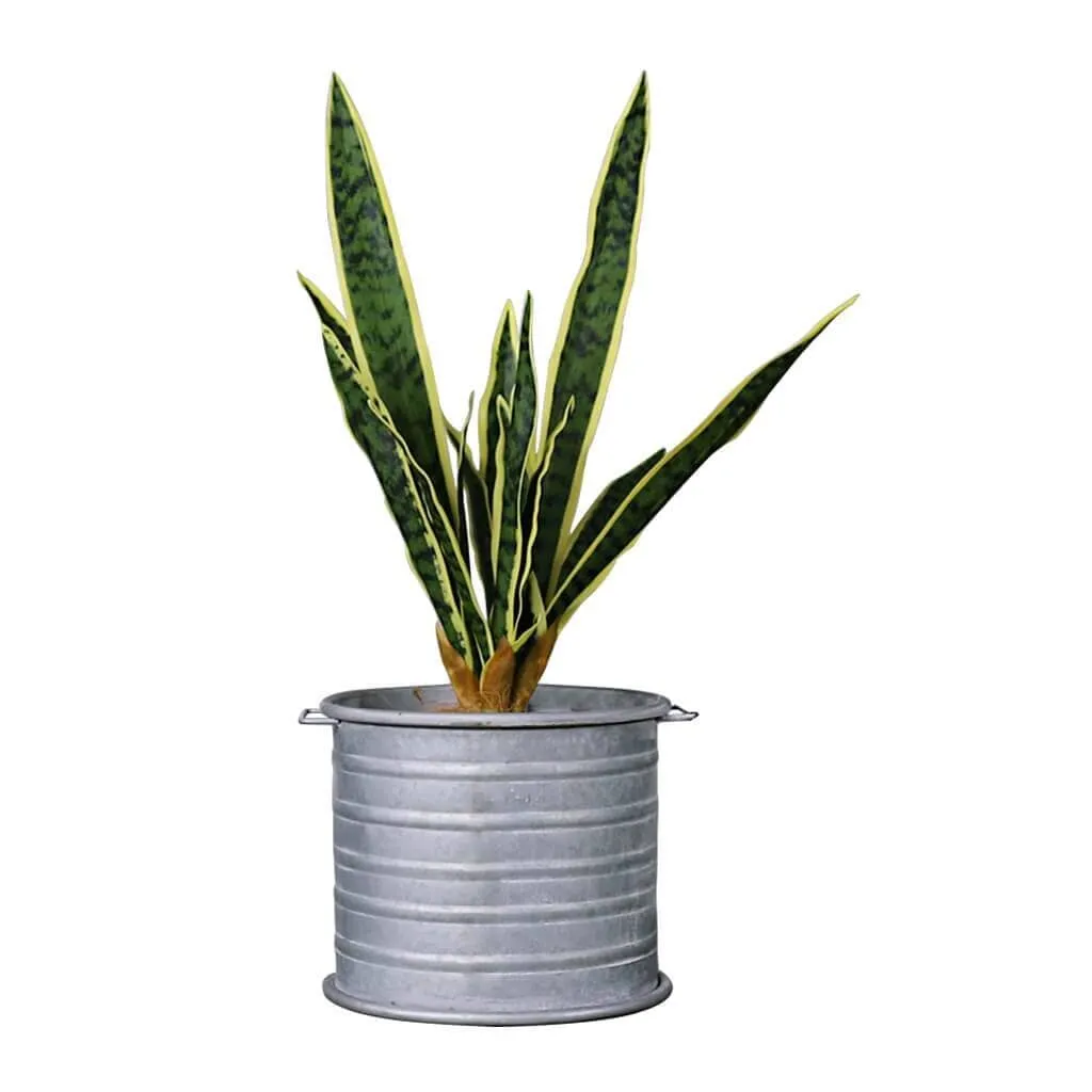 Faux Sansevieria Plant & Atlantis Metallic Planter