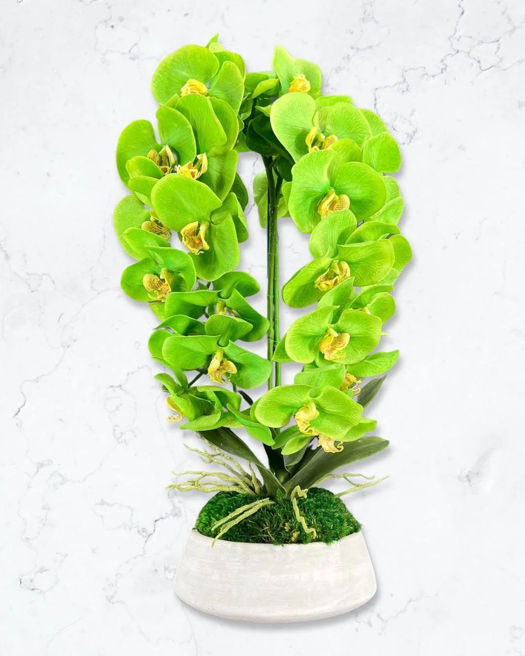 Orchid and Moss Centerpiece in Cement Bowl