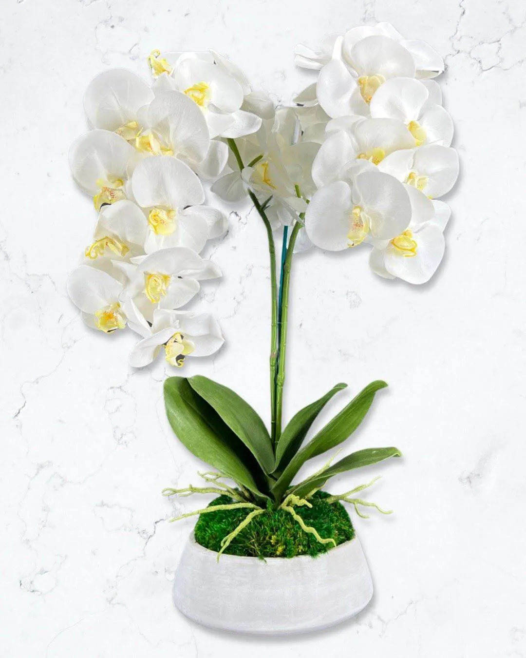 Orchid and Moss Centerpiece in Cement Bowl