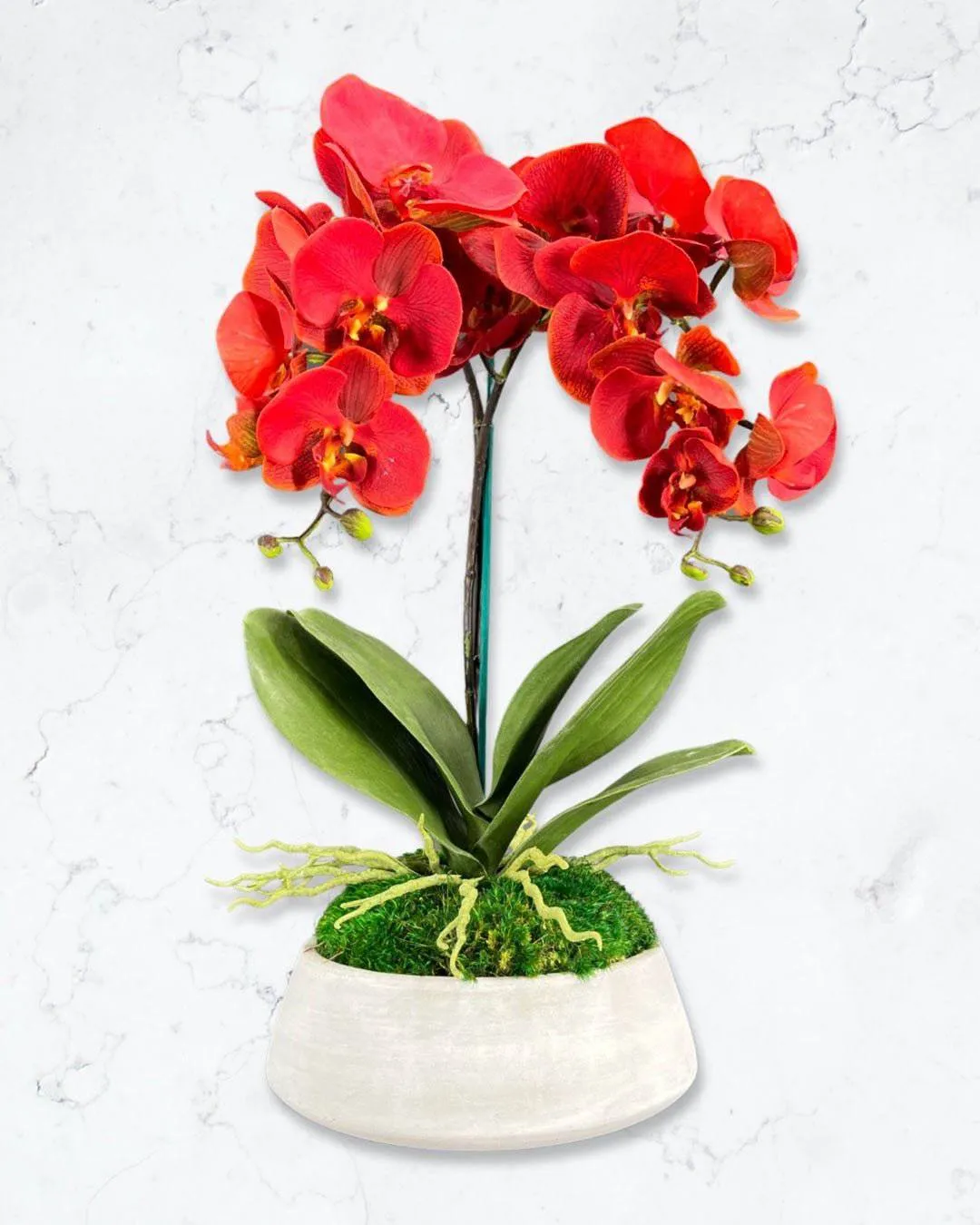 Orchid and Moss Centerpiece in Cement Bowl
