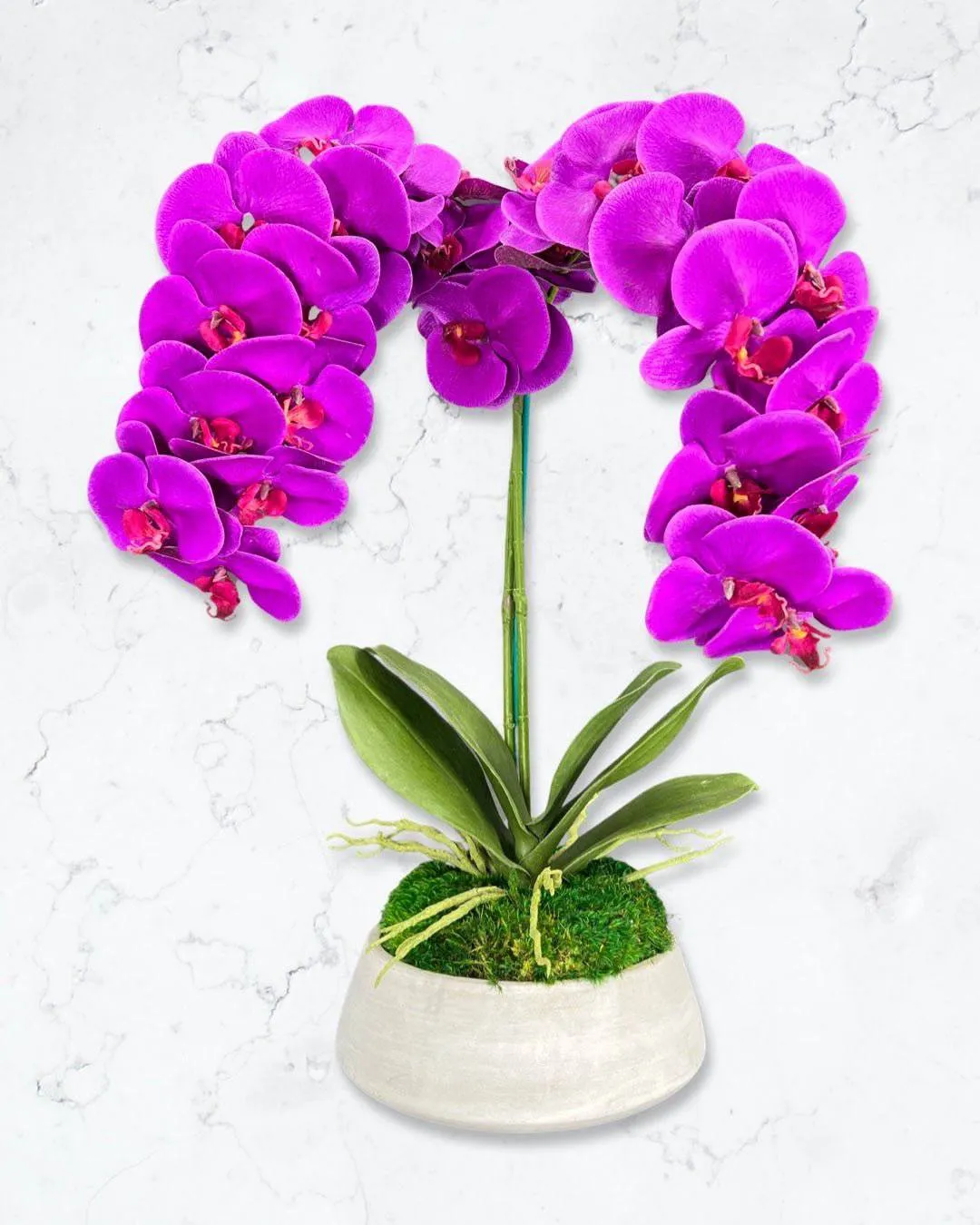 Orchid and Moss Centerpiece in Cement Bowl