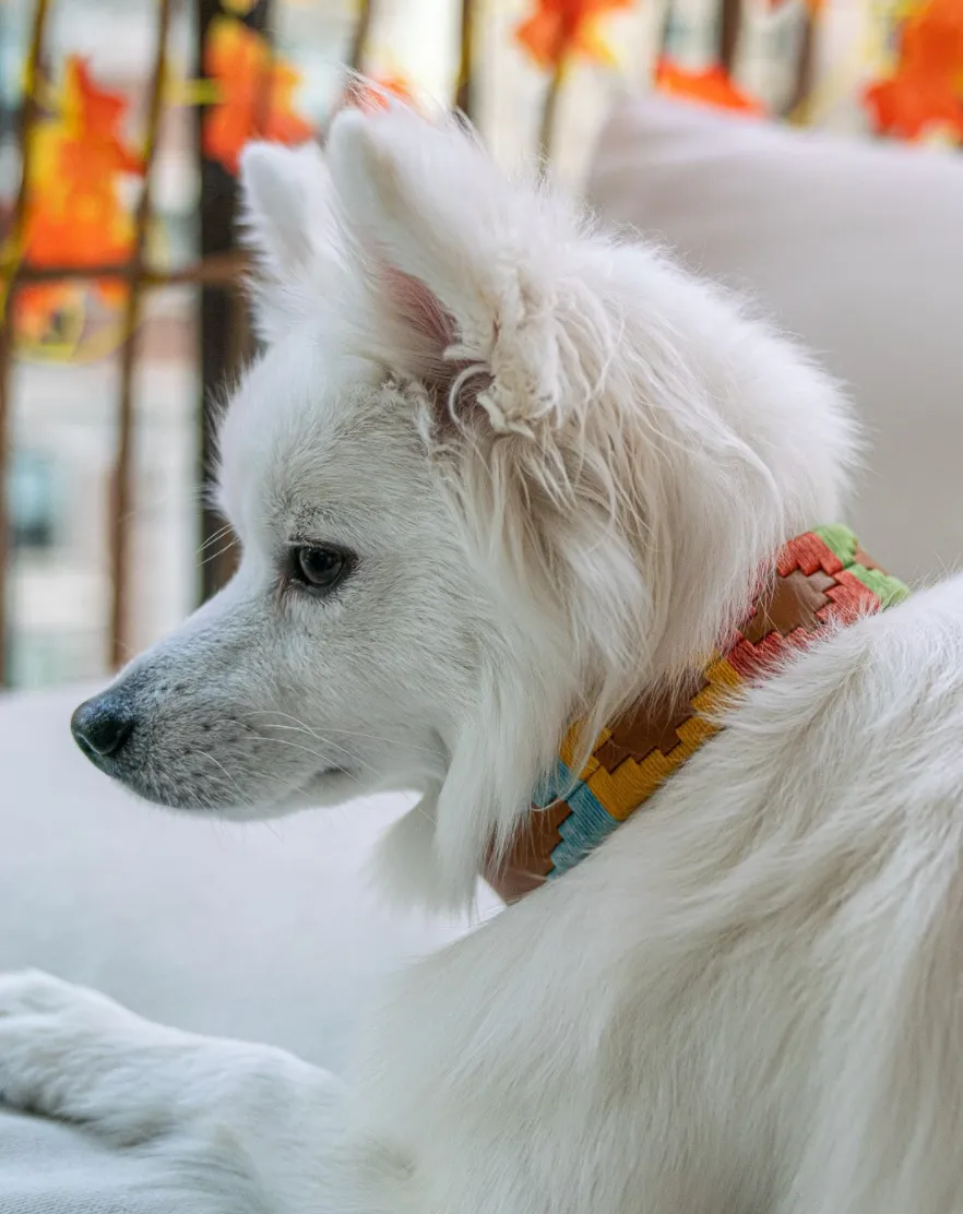 Zilker ACL Collar
