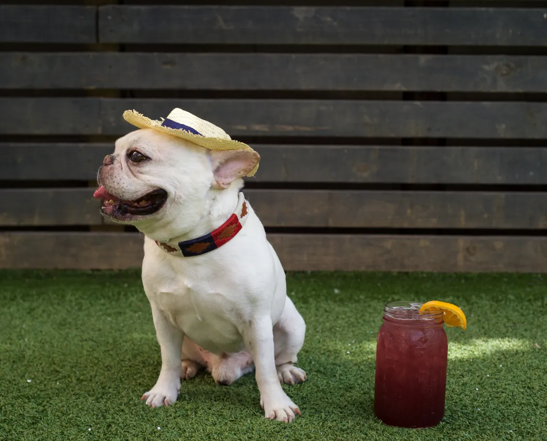 Zilker Willie Collar